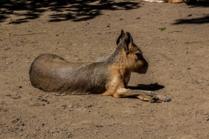 Cavy mara